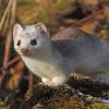 short-tailed-weasel-on-mendenhall-wetlands-2
