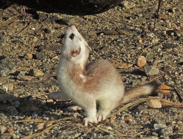 short-tailed-weasil-on-mendenhall-wetlands-1