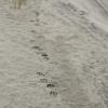 wolverine-tracks-mend.-lk-shore-9-24-13