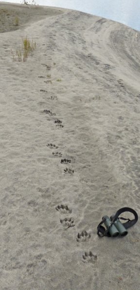 wolverine-tracks-mend.-lk-shore-9-24-13