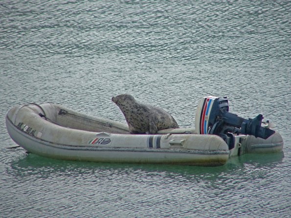 Harbor-Seal-in-neighbors-boat
