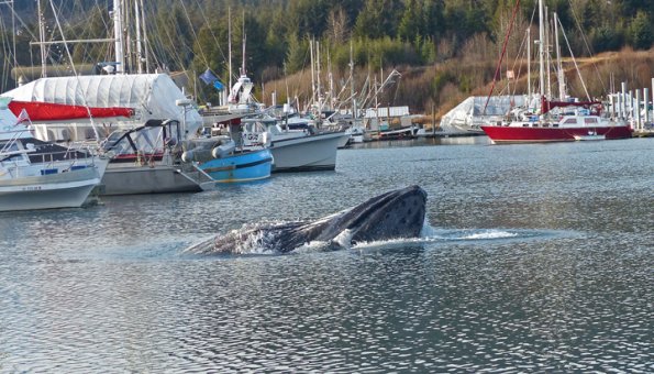 Humpback-Whale-lunge-feeding-Auke-Bay-harbor