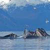 Humpback-Whales-bubble-net-feeding-7