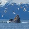 Humpback-Whales-bubble-net-feeding-8