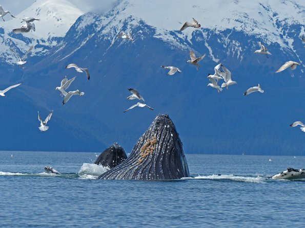 Humpback-Whales-bubble-net-feeding-8