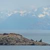 Steller-Sea-Lions-Glacier-Bay