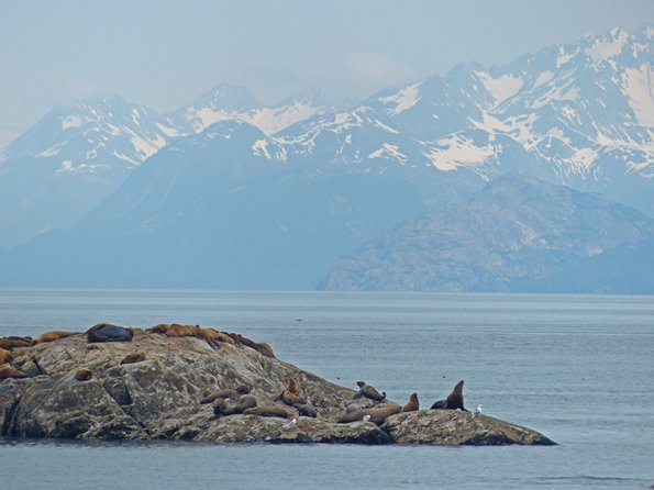 Steller-Sea-Lions-Glacier-Bay