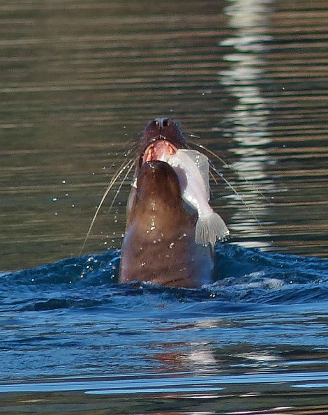 Steller-s-sea-lion-and-flatfish-2