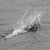 dall-porpoise