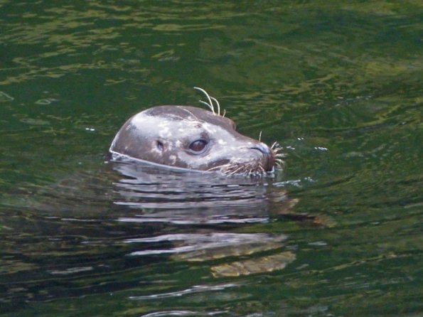 harbor-seal-portrait-ketchikan