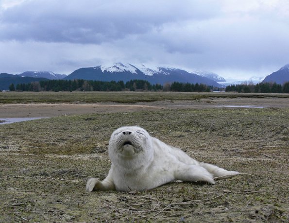 harbor-seal-pup-stranded