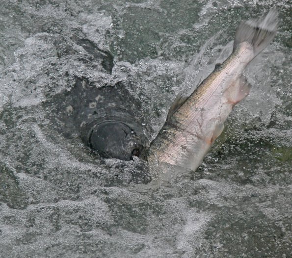 harbor-seal-with-coho-salmon
