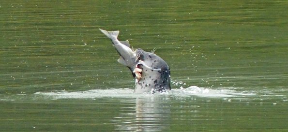harbor-seal-with-pink-salmon