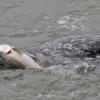 harbor-seal-with-salmon