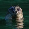 harbor-seal