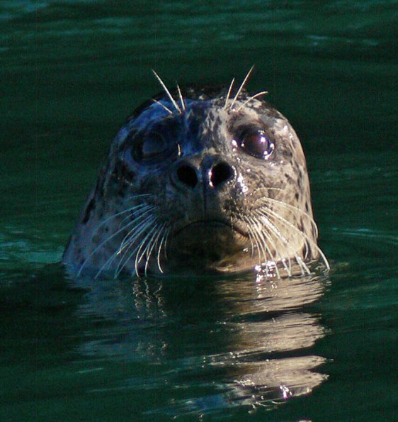 harbor-seal
