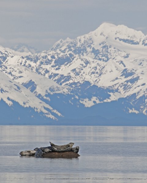 harbor-seals-at-pt.-bridget-2-