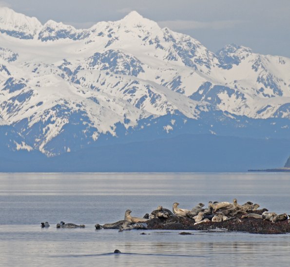 harbor-seals-at-pt.-bridget-3-
