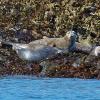 harbor-seals-resting-on-land