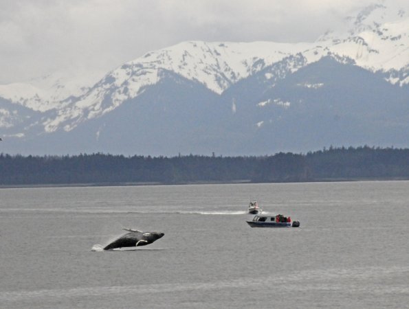 humpback-whale-baby-breaching