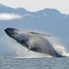 humpback-whale-breaching-2