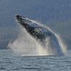 humpback-whale-breaching-4