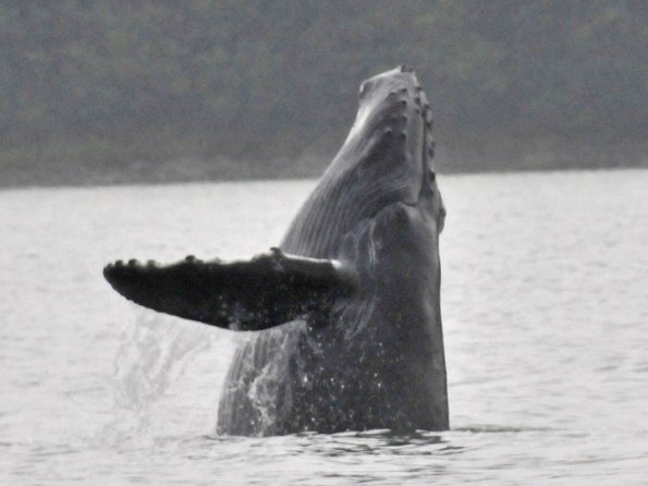 humpback-whale-young-one