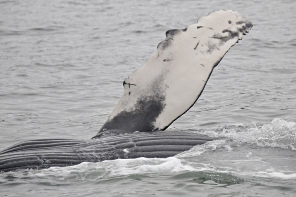 humpback-whales-fin