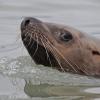 steller-s-sea-lion-really-close-berner-s-bay