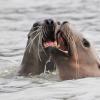 steller-s-sea-lions-dueting-berner-s-bay