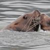 steller-s-sea-lions-touching-berner-s-bay