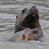 steller-s-sea-lions-up-close-berner-s-bay