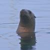 steller-sea-lion-auke-bay-juneau-dec.-31