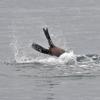 steller-sea-lion-diving