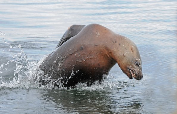 steller-sea-lion-leaping-modified
