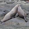 steller-sea-lions-2-near-stikine-river