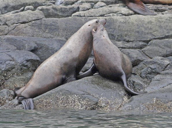 steller-sea-lions-2-near-stikine-river