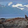 steller-sea-lions-in-glacier-bay