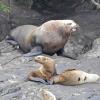 steller-sea-lions-near-stikine-river