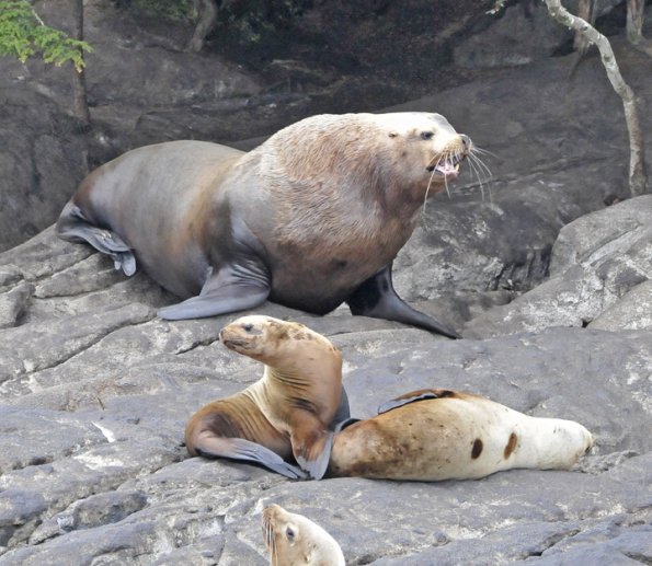 steller-sea-lions-near-stikine-river