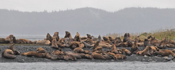 steller-sea-lions-on-little-island