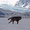 black-wolf-and-mendenhall-glacier