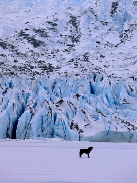 black-wolf-howling-and-mendenhall-glacier