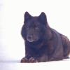 black-wolf-on-a-snowy-day