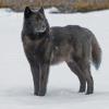 black-wolf-portrait-2