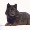 black-wolf-portrait-3