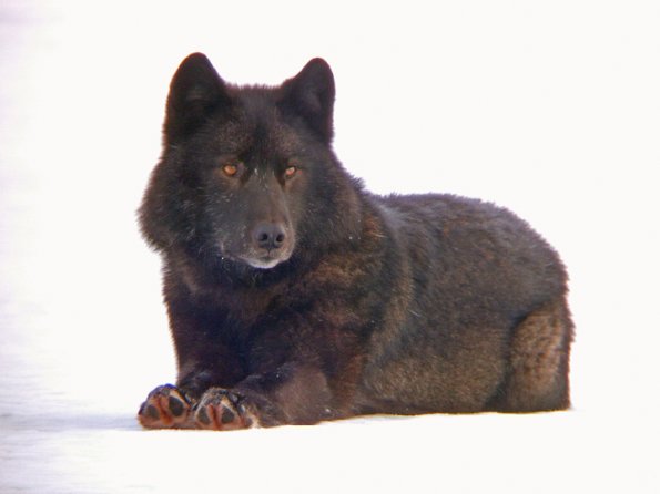 black-wolf-portrait-3