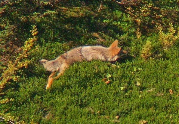 coyote-hunting