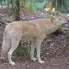 gray-wolf-woodland-park-zoo-seattle