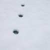 wolf-tracks-mendenhall-lake-jan-14-2013